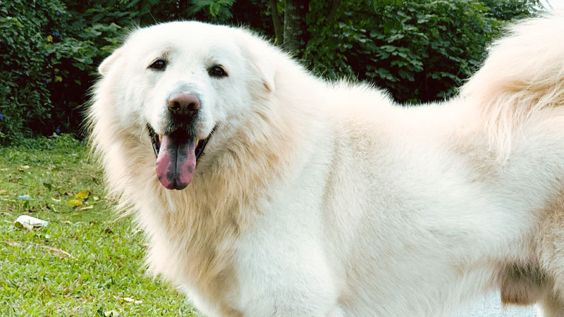 Chó Bắc Hà được nuôi để giữ nhà, dắt đi săn bắt