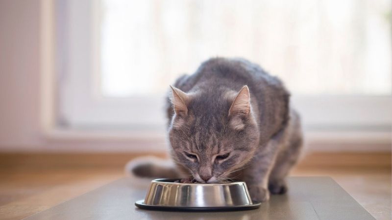 Một số điểm nổi bật của thức ăn hạt whiskas cho mèo