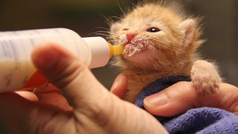 Is it good for cats to drink milk? Top 7 best powdered milk for kittens today