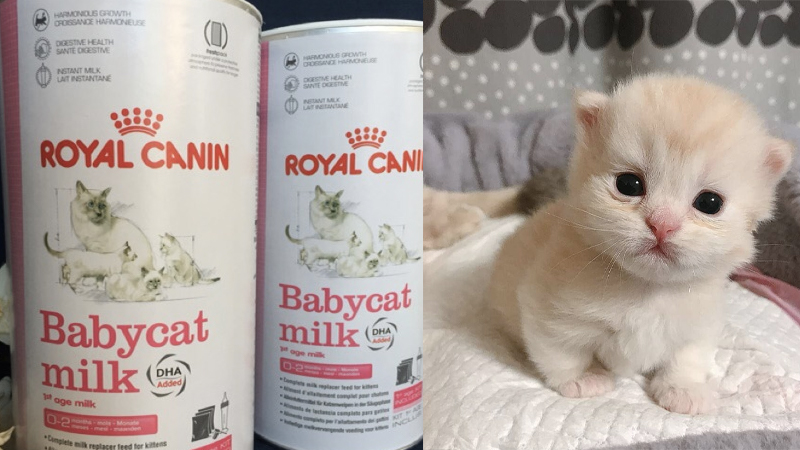 Sữa bột cho mèo con Royal Canin