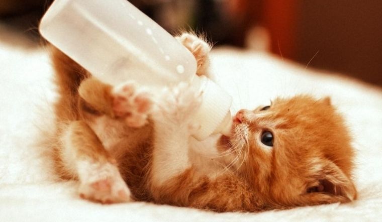 Kinh nghiệm chọn mua sữa và cách pha sữa cho mèo con hợp lý
