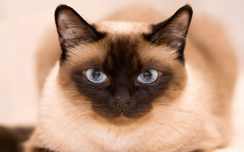Mèo Xiêm là một giống mèo đến từ Thái Lan
