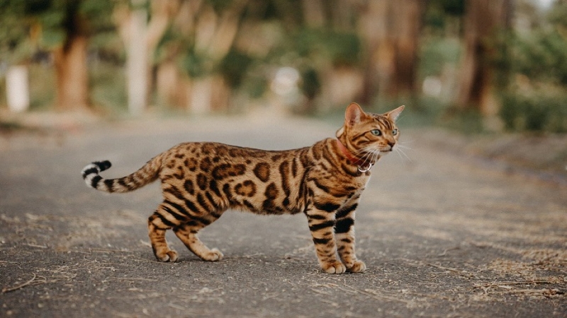 Mèo Bengal