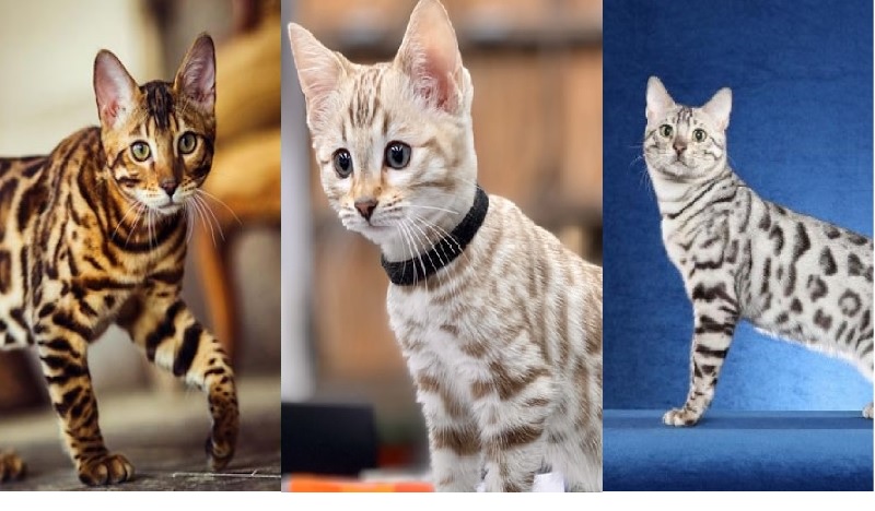 Mèo Bengal