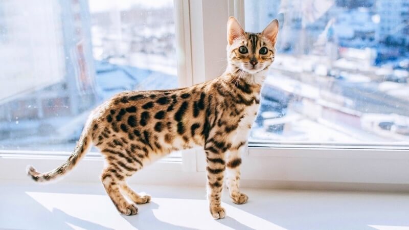 Mèo Bengal hay còn được gọi là mèo vằn hổ