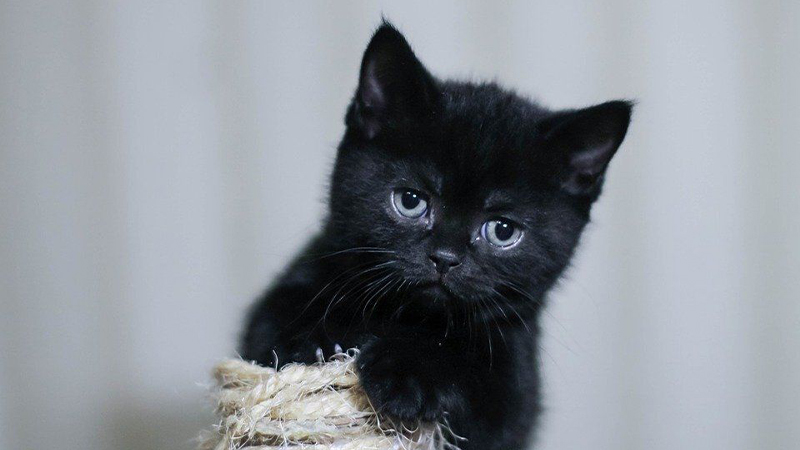 Bạn yêu thú cưng và muốn khám phá thế giới của các giống mèo? Hãy xem những bức hình độc đáo về mèo đen, mèo mun và những giống mèo bí ẩn khác. Đội ngũ nhiếp ảnh gia đã tái hiện ma lực của các chú mèo này một cách hết sức tinh tế.