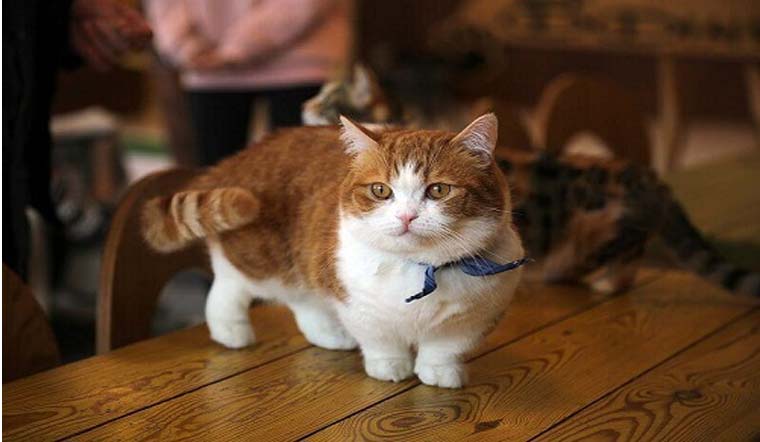 Mèo Munchkin