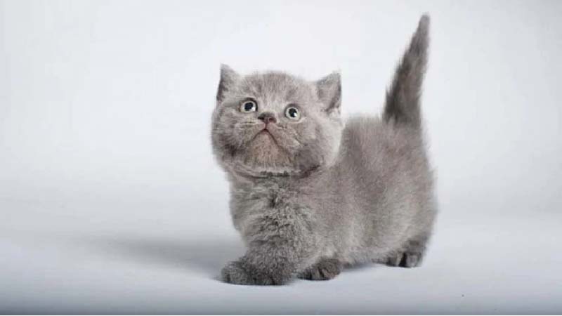 Mèo Munchkin được nhân giống tại Việt Nam có giá dao động từ 15 - 20 triệu/con