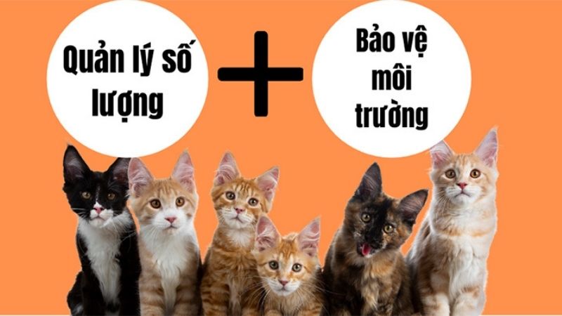 Những lý do vì sao chúng ta nên triệt sản mèo