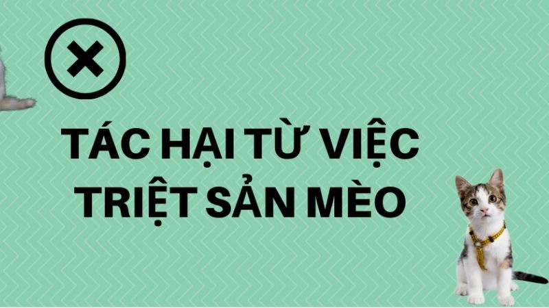 Những tác hại của việc triệt sản mèo