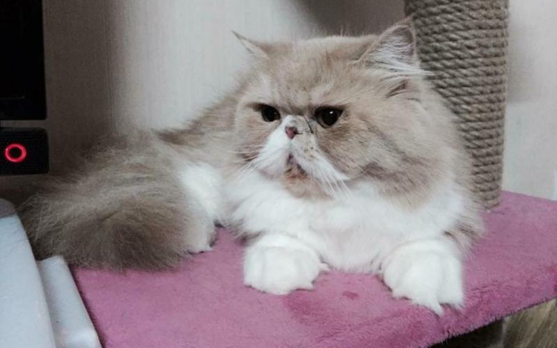 Cẩm nang mèo Ba Tư: Nguồn gốc, đặc điểm, cách nuôi, giá bán