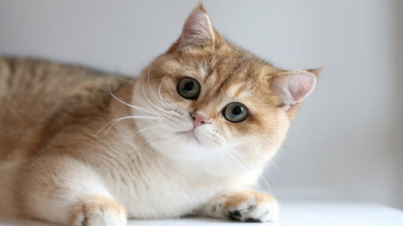 Mèo Golden: Đặc điểm, cách nuôi, giá bán và phối giống