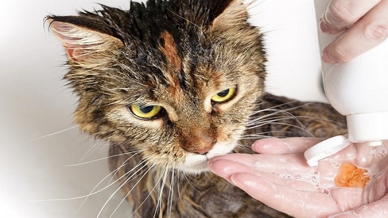 Cách tắm mang đến mèo bởi vì sữa tắm