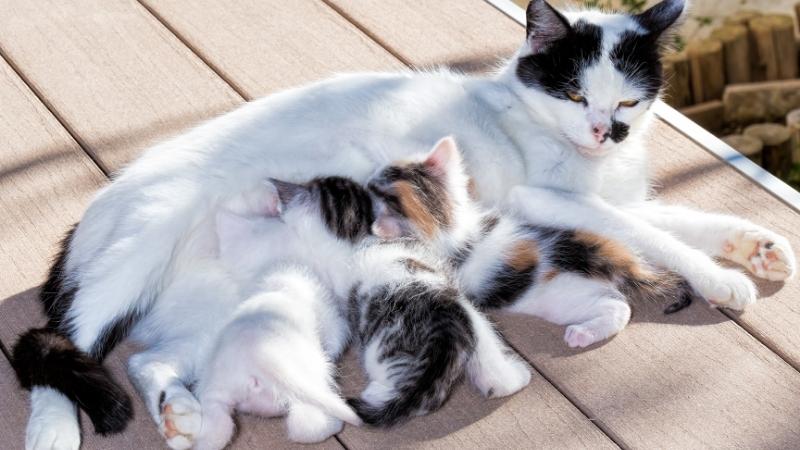 Cách nuôi và chăm sóc mèo con mới đẻ đơn giản nhất