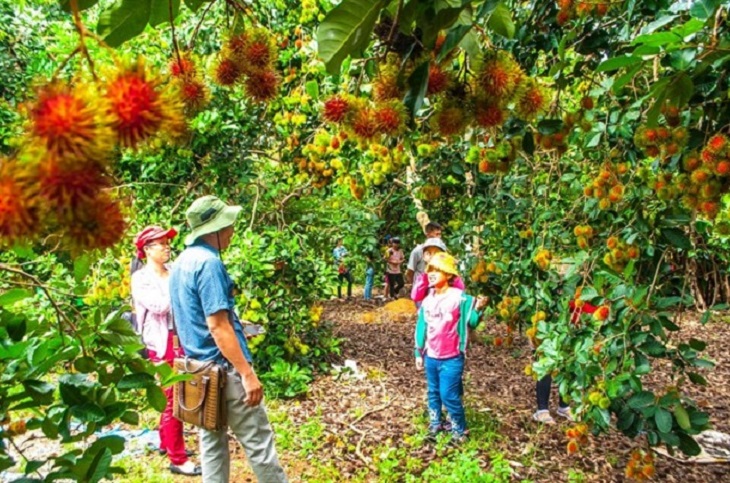 Dong Nai tourism in rambutan season