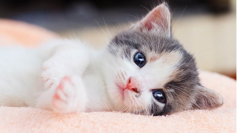 Lịch tẩy giun mèo là một chủ đề quan trọng đối với các chủ nuôi mèo. Hãy xem hình ảnh liên quan đến lịch tẩy giun mèo, để lựa chọn cách phòng và điều trị cho mèo của bạn một cách hiệu quả nhất!