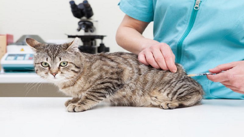 Vắc xin cho mèo