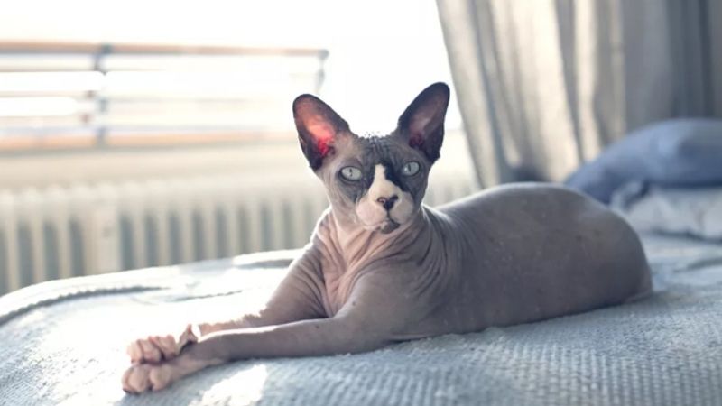 Mèo Sphynx không lông (Mèo Ai Cập)