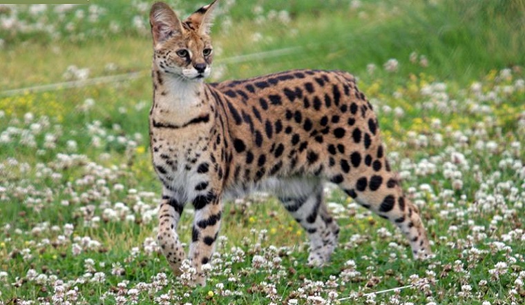 20 Loài mèo rừng hoang dã trong tự nhiên quý hiếm trên thế giới | Sochu.Vn