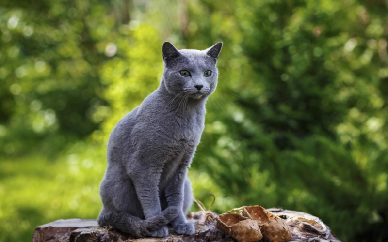 Mèo Nga Russian Blue