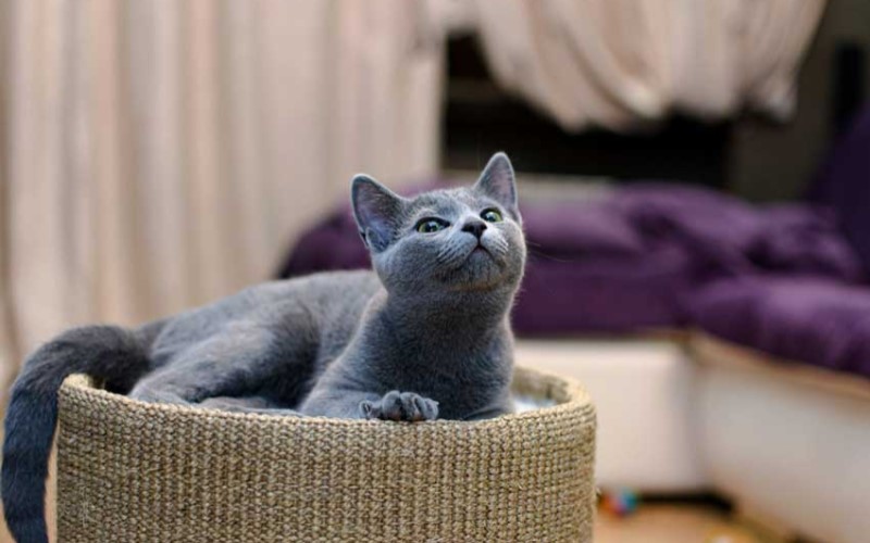 Tính cách và thói quen sống mèo Russian Blue