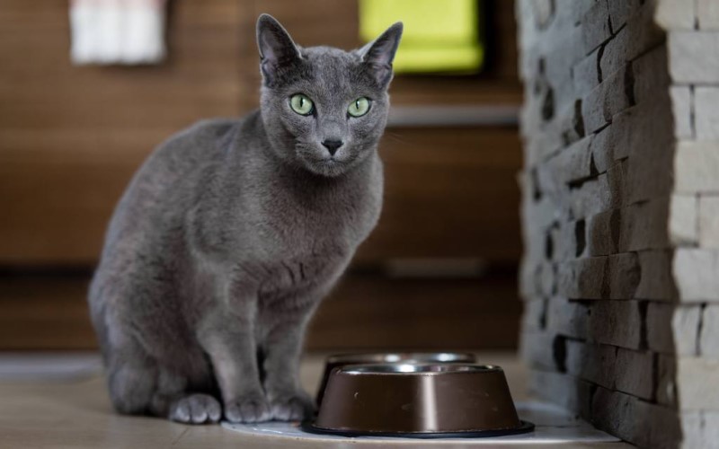 Mèo Nga Russian Blue: Nguồn gốc, đặc điểm, giá bán