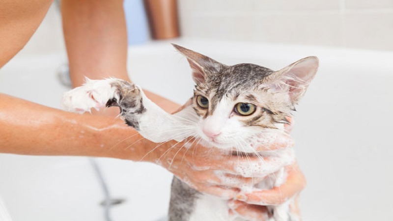 Top 10+ shower gel, bath oil for cats with good price, good deodorizer, fragrant
