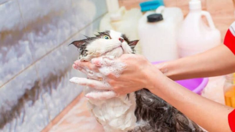 Lưu ý khi dùng sữa tắm cho mèo