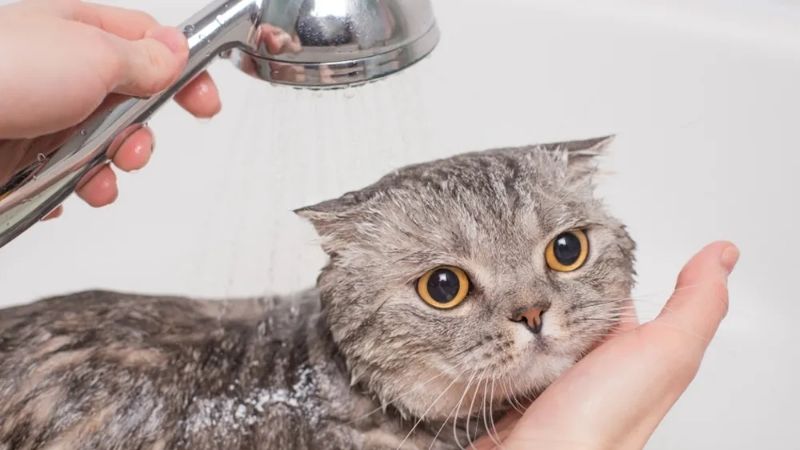 Các thắc mắc khi dùng sữa tắm cho mèo