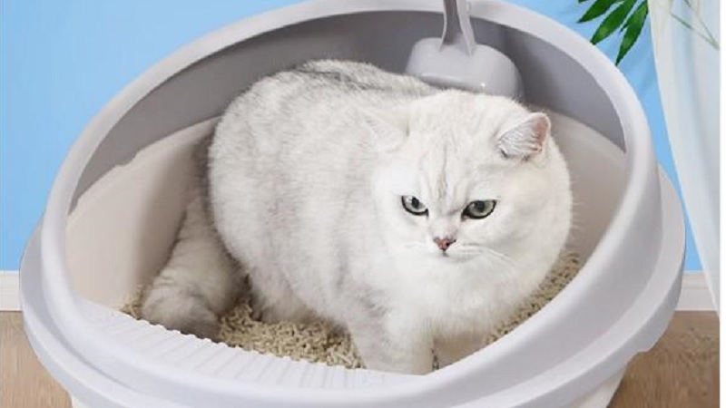 Khay chuyên dụng vệ sinh cho mèo