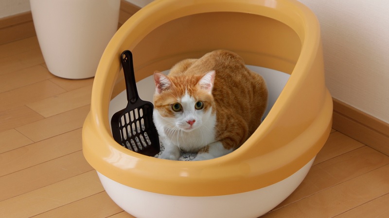 Khay vệ sinh cho mèo làm từ nhựa cao cấp