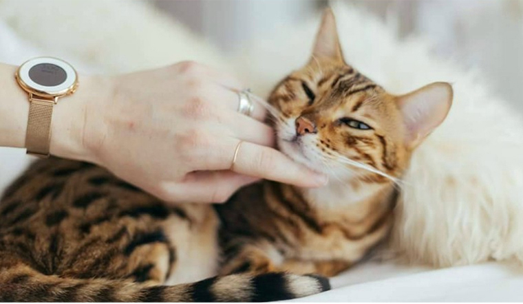 Tại sao nên mua đồ chơi cho mèo? Những loại đồ chơi cho mèo nên có