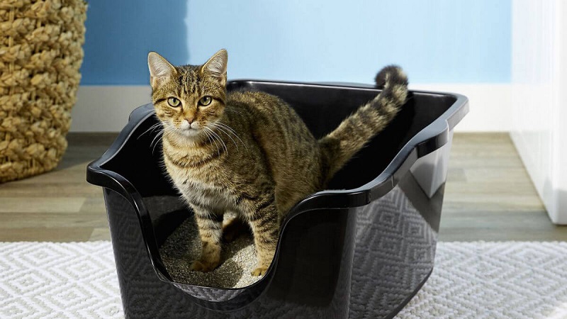 Place the litter box in a comfortable, accessible, and safe area