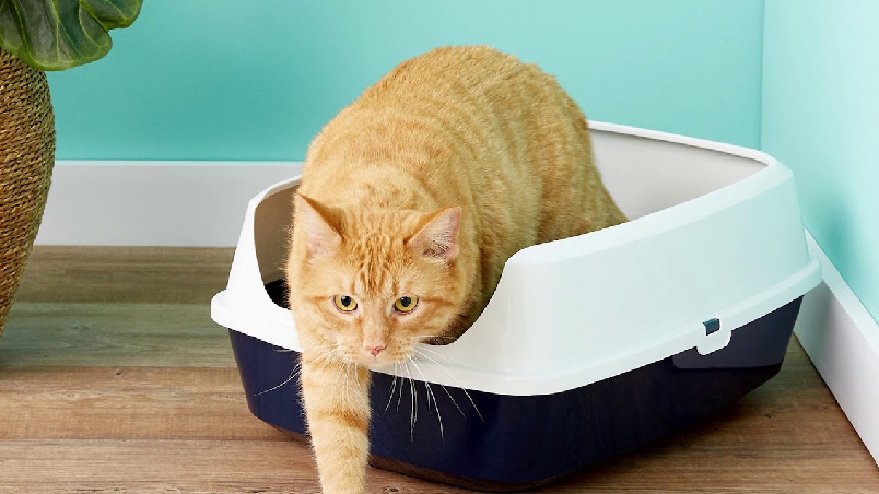 Things to consider when buying a cat litter box