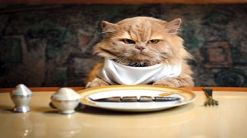 Mèo bỏ ăn