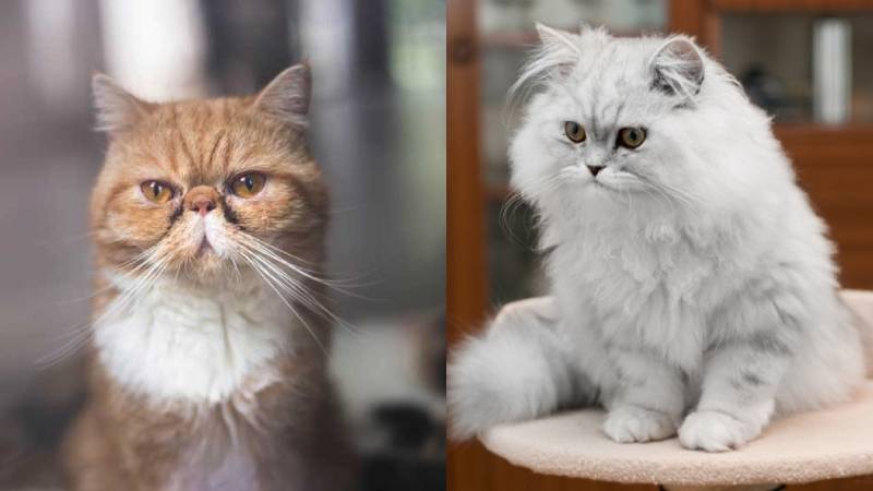 Mèo Exotic và những điều bạn cần biết về giống mèo Ba Tư Lông Ngắn |