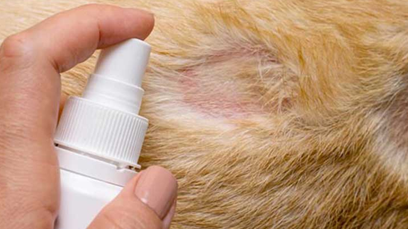 Sử dụng thuốc đặc trị bệnh rụng lông ở mèo