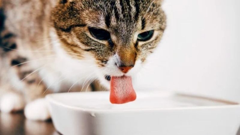 Cho mèo uống đủ nước