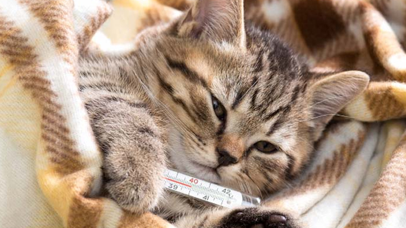 Cách chăm sóc và điều trị khi mèo bị sốt