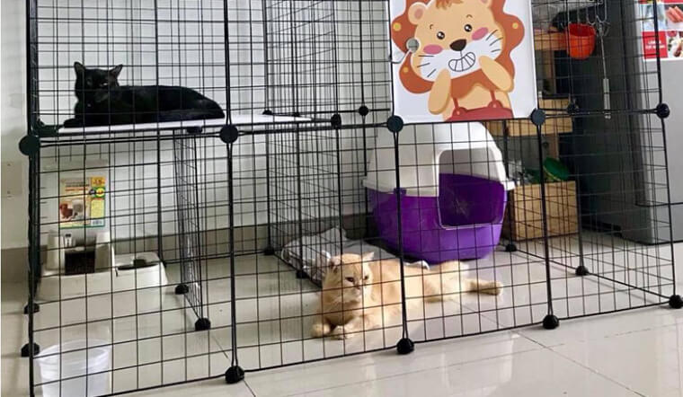 Top nhà cho mèo, lồng nuôi mèo đẹp, giá rẻ, chất lượng