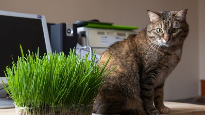 Cỏ mèo còn có cái tên khác là Cat Grass