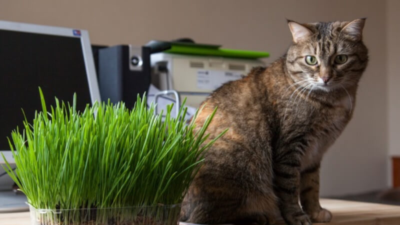 What is cat grass? The effect of cat grass?
