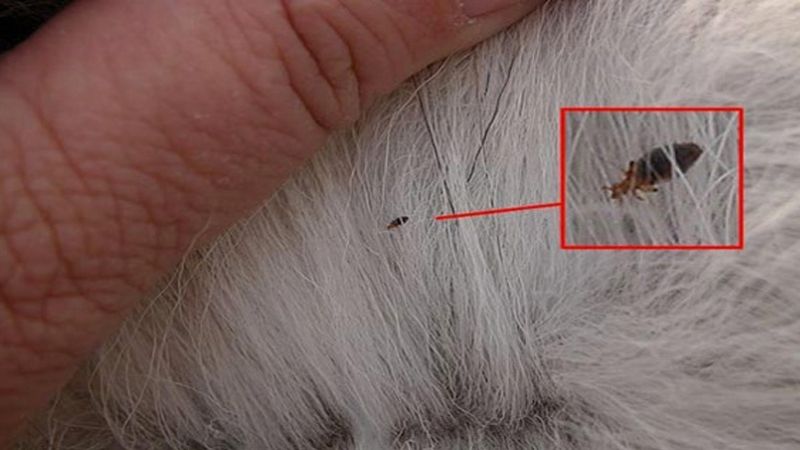 What is cat flea? Signs, how to prevent and treat fleas in cats
