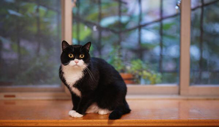 Mèo Tuxedo giá bao nhiêu?
