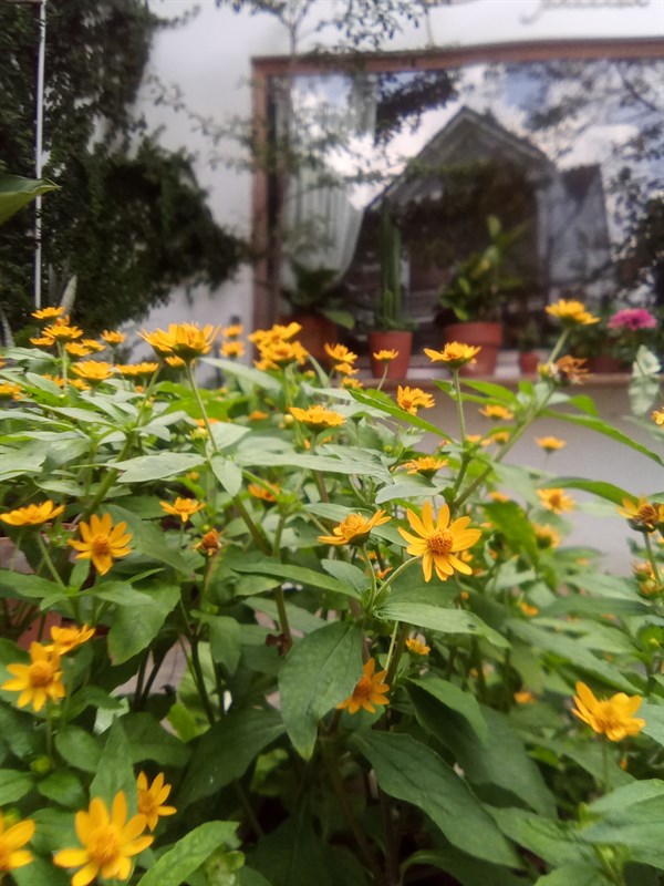 Ảnh chụp bằng Vsmart Star 4 trong môi trường đủ sáng Ảnh chụp bằng Vsmart Star 4 trong môi trường đủ sáng