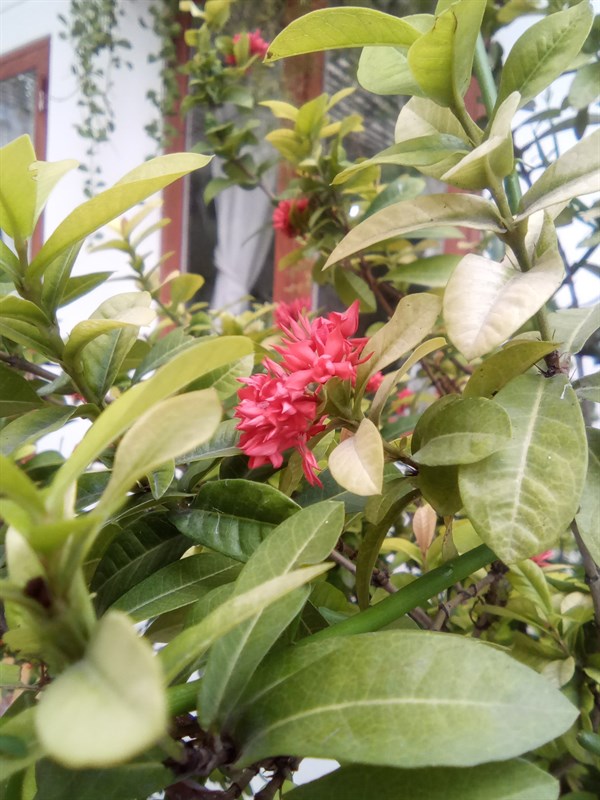 Ảnh chụp bằng Vsmart Star 4 trong môi trường đủ sáng. Ảnh chụp bằng Vsmart Star 4 trong môi trường đủ sáng.