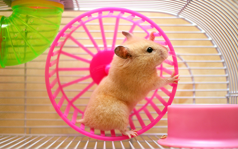 Nơi ở của hamster