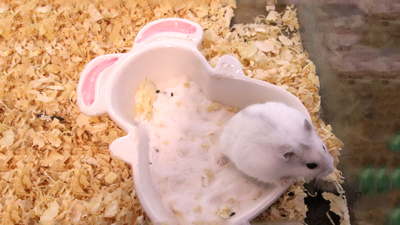 Vệ sinh cho hamster