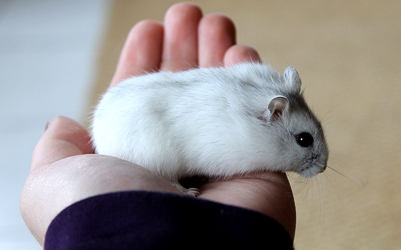 Hamster Winter White