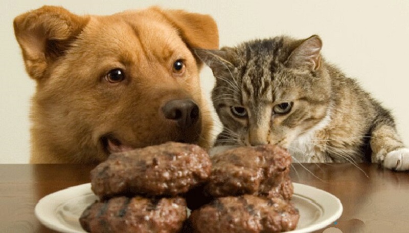 Điểm khác nhau giữa thức ăn cho chó và mèo